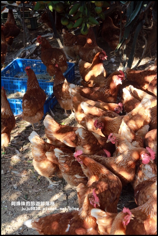 鹿鳴坑觀光果園56.JPG 鹿鳴坑觀光果園56.JPG