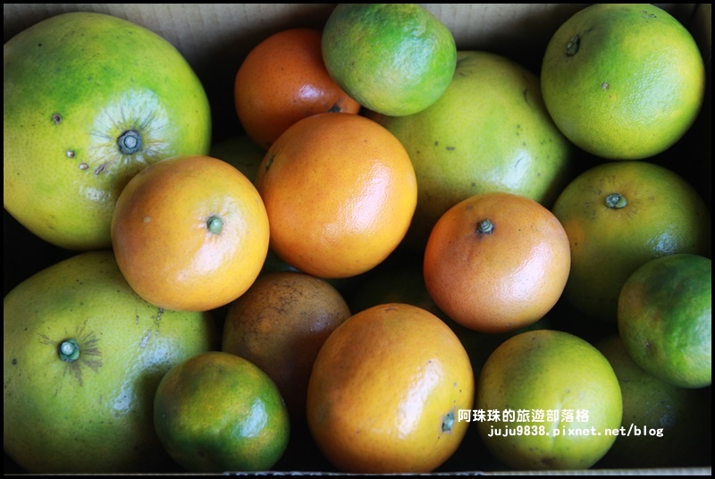 鹿鳴坑觀光果園72 鹿鳴坑觀光果園72