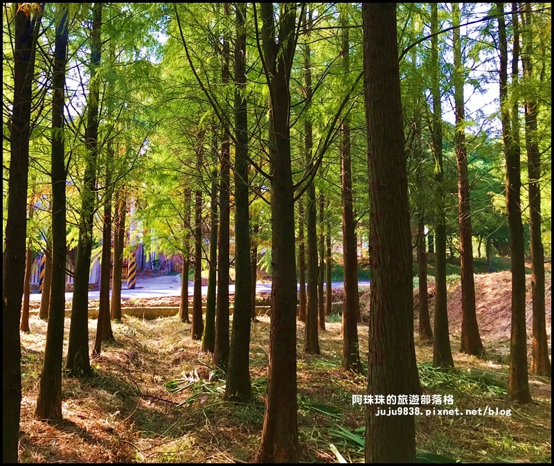 楊梅落羽松秘境32.JPG
