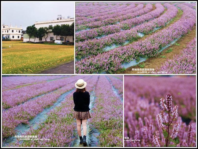 桃園,楊梅,仙草花,花海,季節限定,紫色,桃園仙草花節,拍照,打卡,IG,百日草,桃園景點