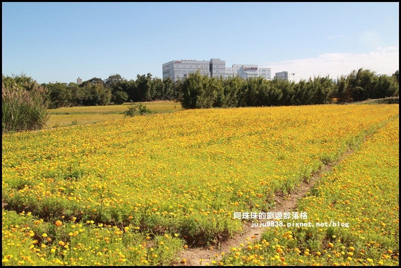 平鎮花彩節9.JPG