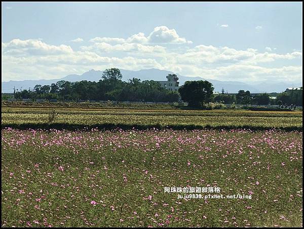 平鎮花彩節65.JPG