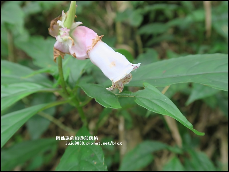 迷糊步道23.JPG 迷糊步道23.JPG