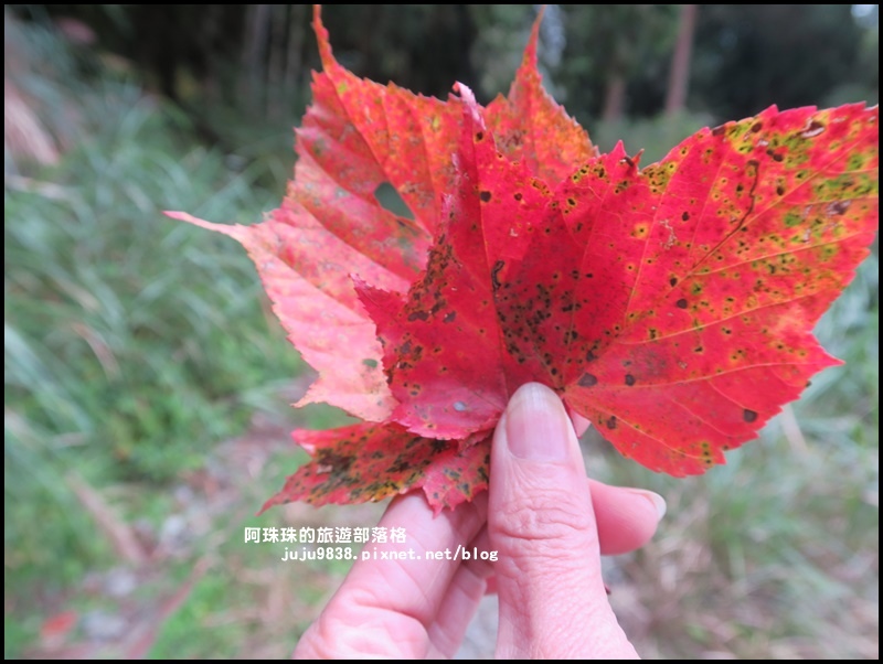 阿里山小笠原觀景台14.JPG