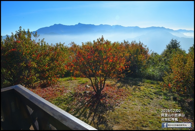 76778196_3155068761189428_7154701425283432448_o阿里山