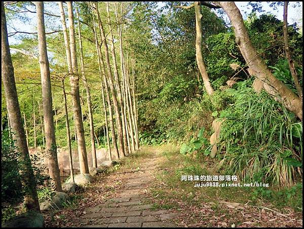 小葉欖仁秘境步道18.JPG