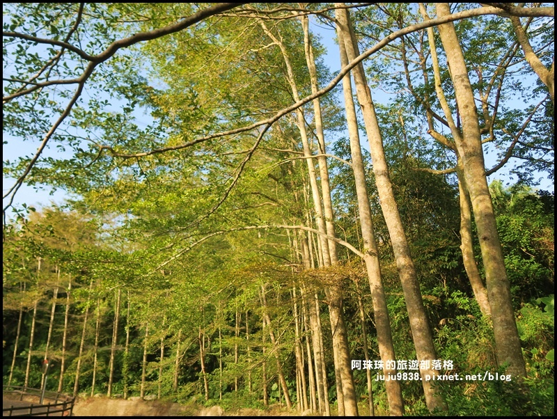 小葉欖仁秘境步道20.JPG 小葉欖仁秘境步道20.JPG