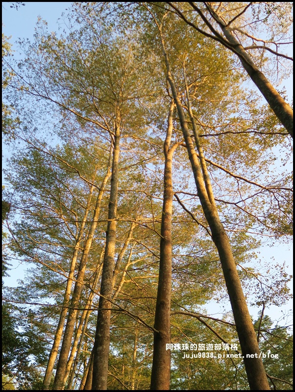 小葉欖仁秘境步道31.JPG 小葉欖仁秘境步道31.JPG