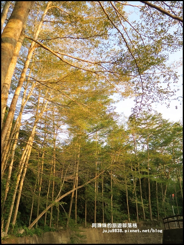 小葉欖仁秘境步道26.JPG 小葉欖仁秘境步道26.JPG