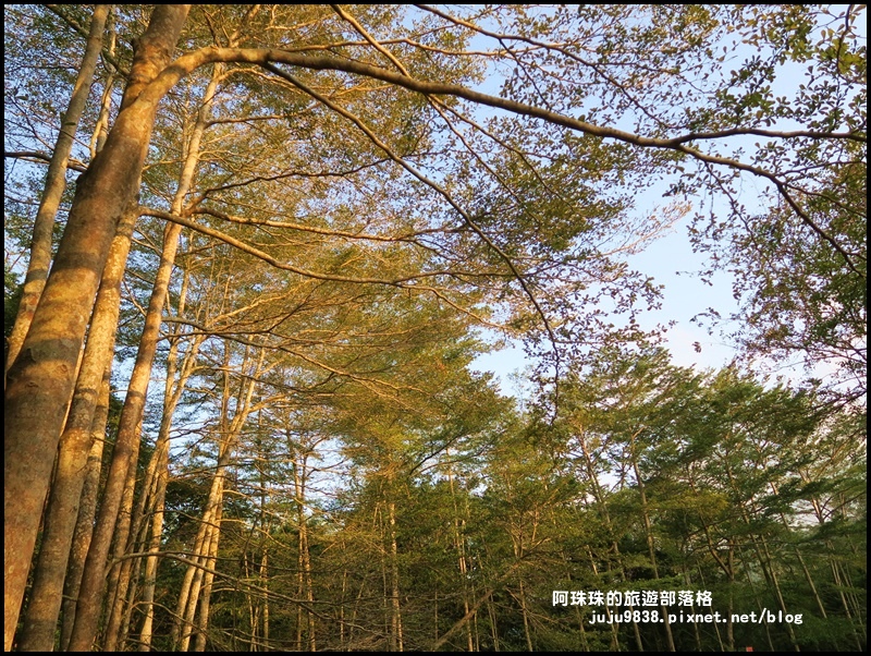 小葉欖仁秘境步道30.JPG 小葉欖仁秘境步道30.JPG