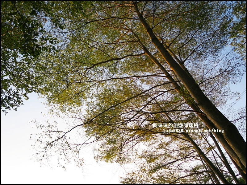 小葉欖仁秘境步道32.JPG 小葉欖仁秘境步道32.JPG