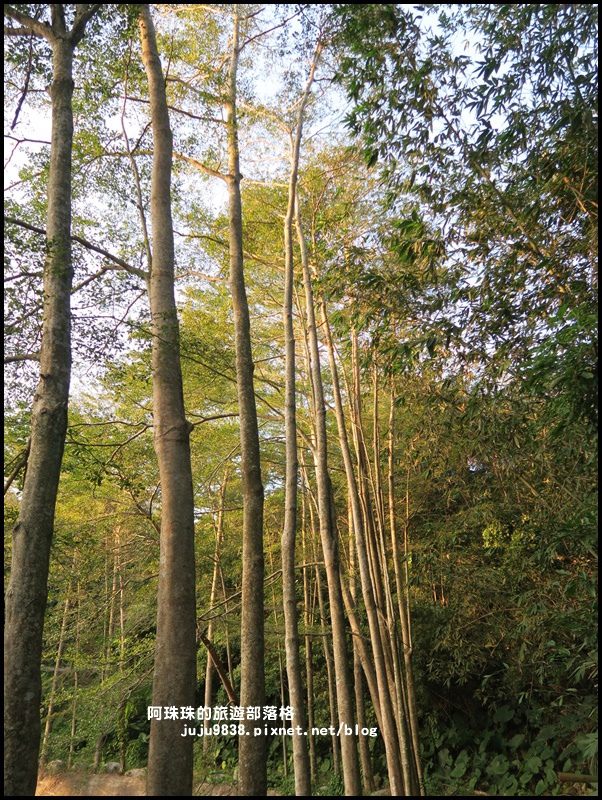 小葉欖仁秘境步道33.JPG 小葉欖仁秘境步道33.JPG