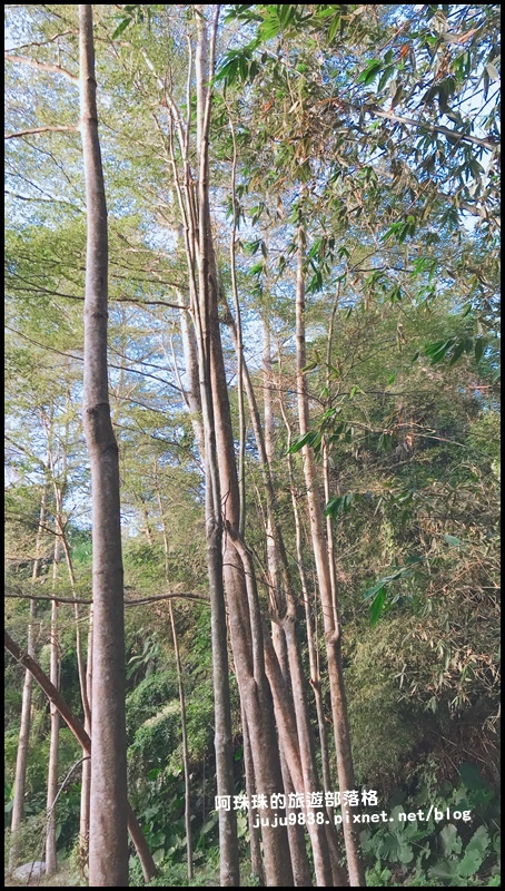小葉欖仁秘境步道4.JPG 小葉欖仁秘境步道4.JPG