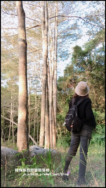 小葉欖仁秘境步道14.JPG 小葉欖仁秘境步道14.JPG