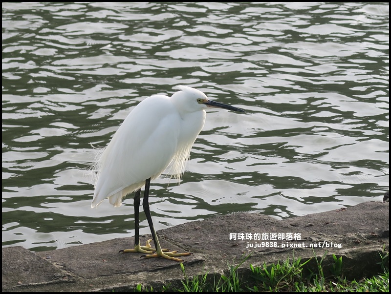 大湖公園9.JPG