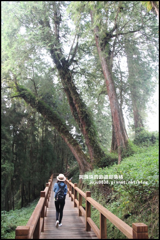 阿里山20.JPG 阿里山20.JPG