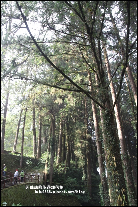 阿里山16.JPG 阿里山16.JPG