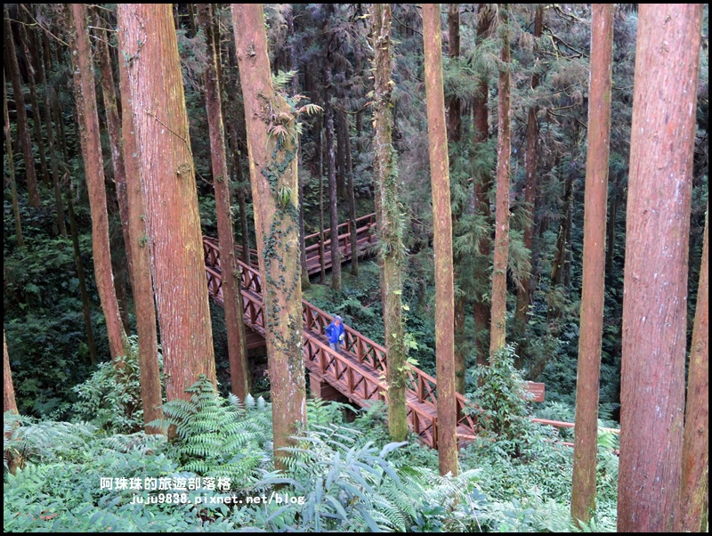 阿里山57.JPG 阿里山57.JPG