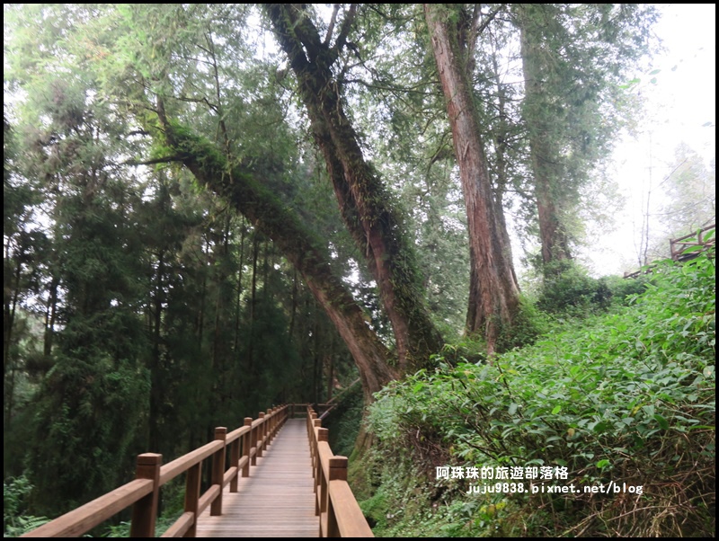 阿里山55.JPG 阿里山55.JPG