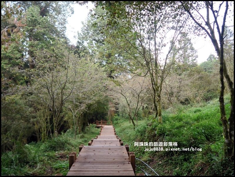 阿里山56.JPG 阿里山56.JPG