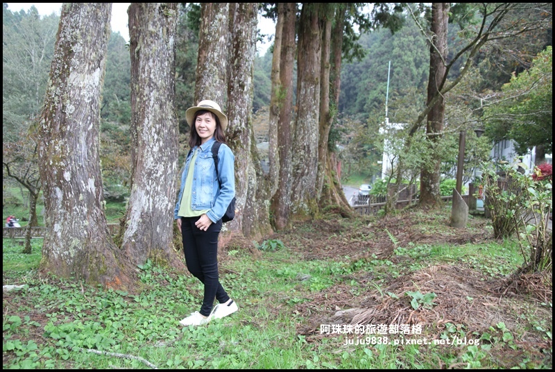 阿里山11.JPG 阿里山11.JPG