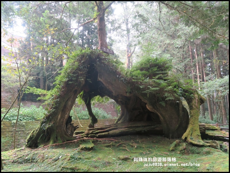 阿里山48.JPG 阿里山48.JPG