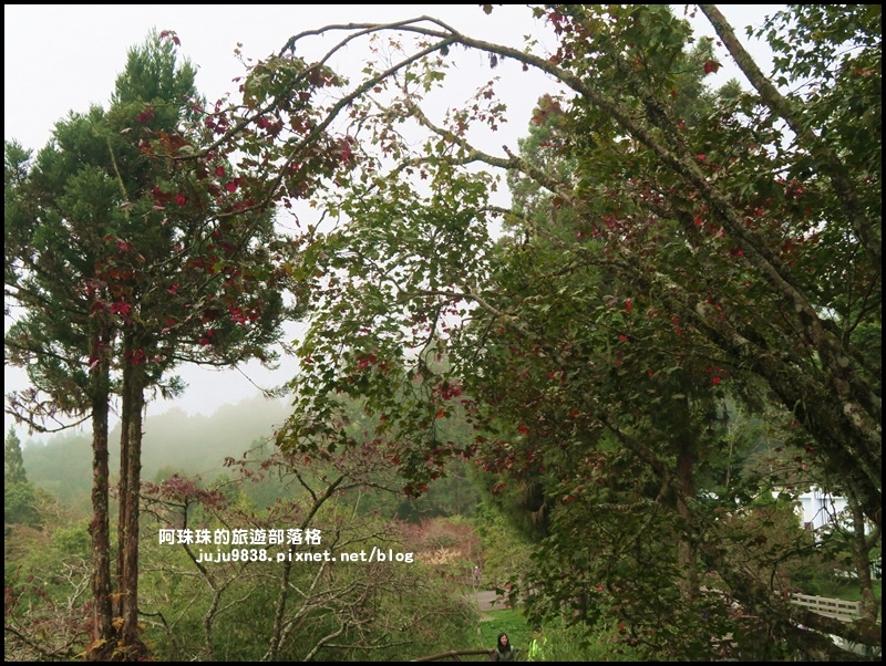 阿里山45.JPG 阿里山45.JPG