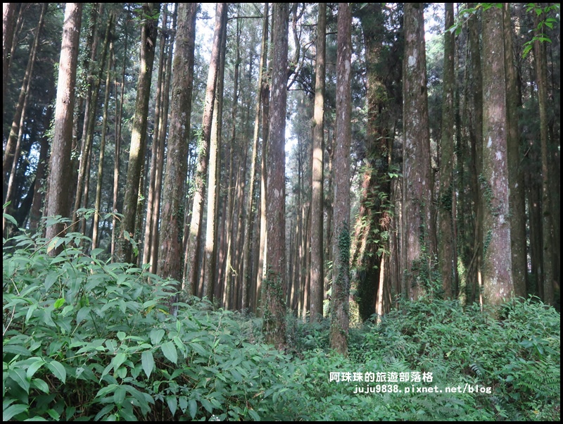 阿里山50.JPG 阿里山50.JPG