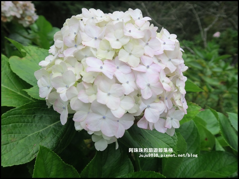 阿里山43.JPG 阿里山43.JPG