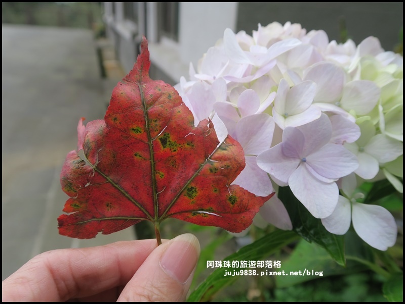 阿里山42.JPG 阿里山42.JPG