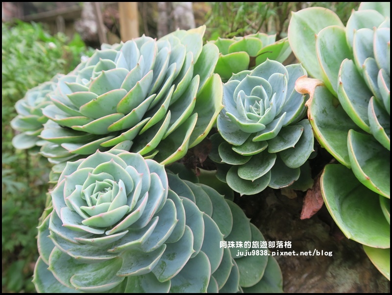 阿里山青山別館10.JPG 阿里山青山別館10.JPG