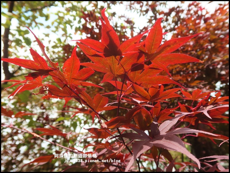 阿里山青山別館8.JPG 阿里山青山別館8.JPG