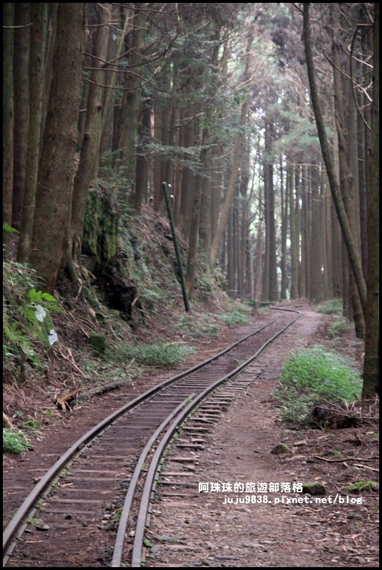 阿里山眠月線35.JPG