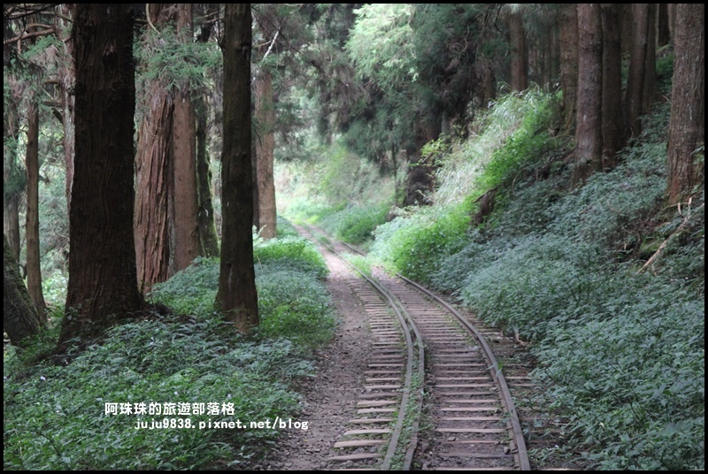 阿里山眠月線18.JPG