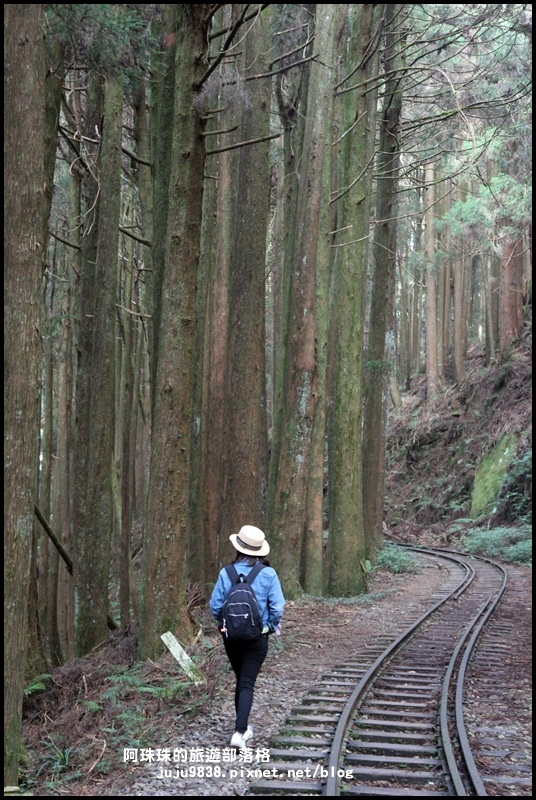 阿里山眠月線16.JPG