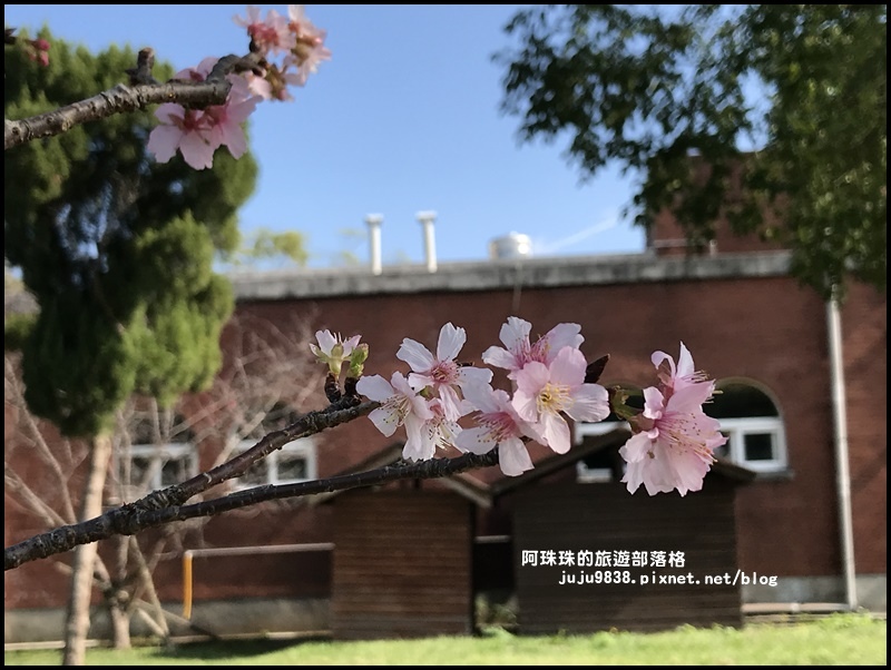 阿姆坪賞梅9.JPG