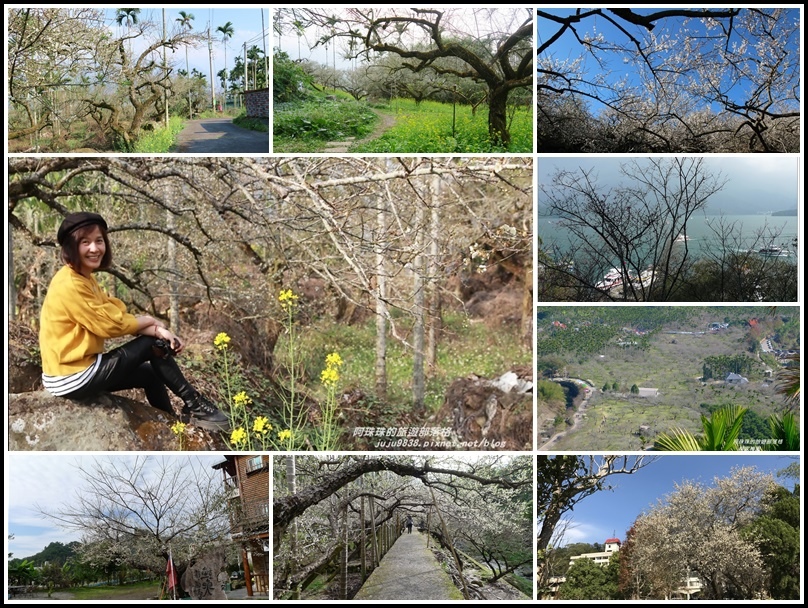 梅花季,賞梅,邱班長梅園,柳家梅園,烏松崙石家梅園,日月潭梅荷園,梅花隧道,角板山行館,溪洲公園,阿姆坪生態公園,懶人包,梅花,全台各地景點