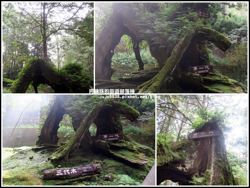 阿里山49 阿里山49