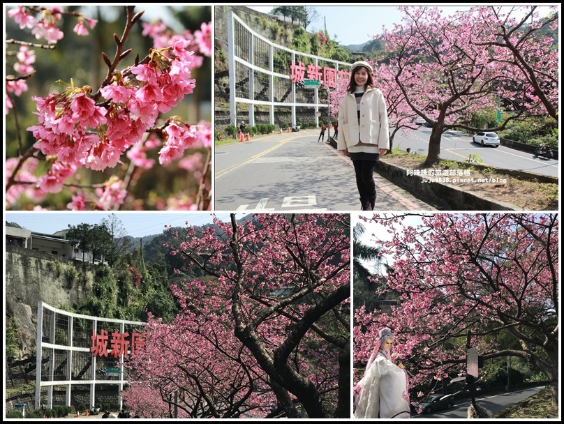 新店,花園新城,櫻花街,屈尺公園,寒櫻,賞櫻,新烏路,台北,櫻花祭,櫻花街屈尺公園