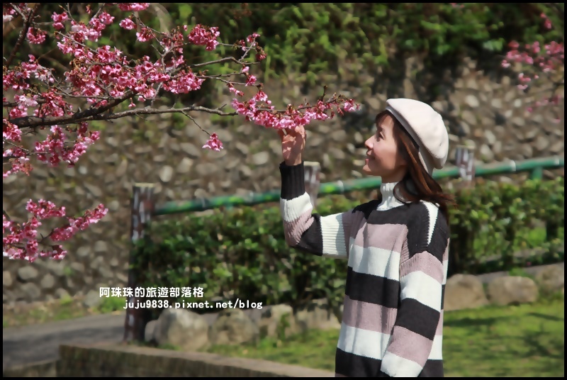 新店櫻花街10.JPG 新店櫻花街10.JPG