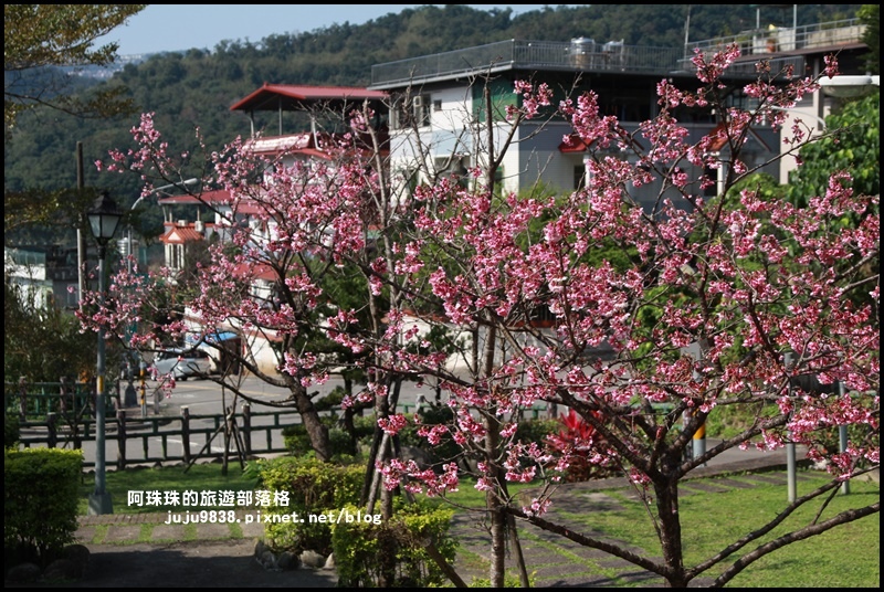 新店櫻花街8.JPG 新店櫻花街8.JPG