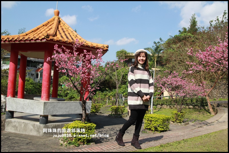 新店櫻花街6.JPG 新店櫻花街6.JPG