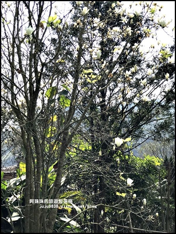 新店濛濛湖28.JPG 新店濛濛湖28.JPG