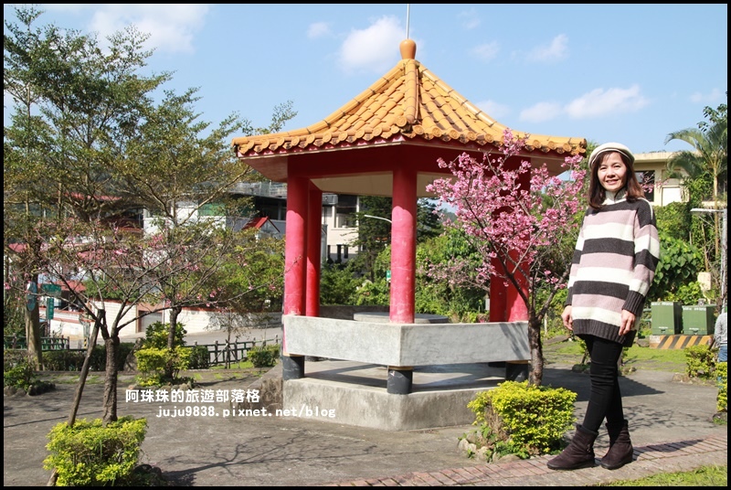 新店櫻花街3.JPG 新店櫻花街3.JPG