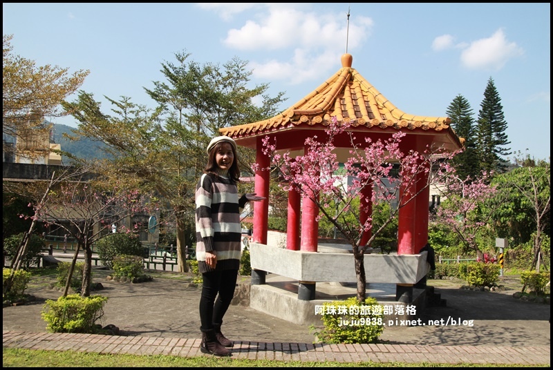 新店櫻花街5.JPG 新店櫻花街5.JPG