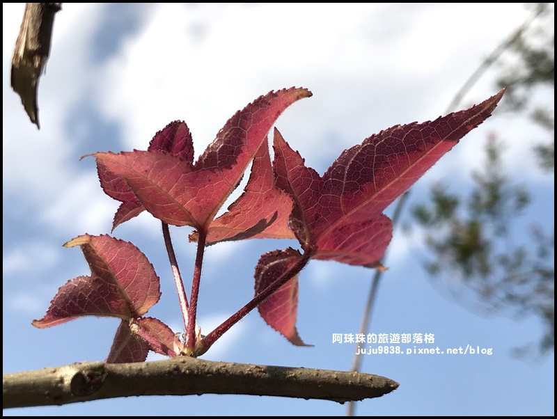 新店濛濛湖25.JPG 新店濛濛湖25.JPG