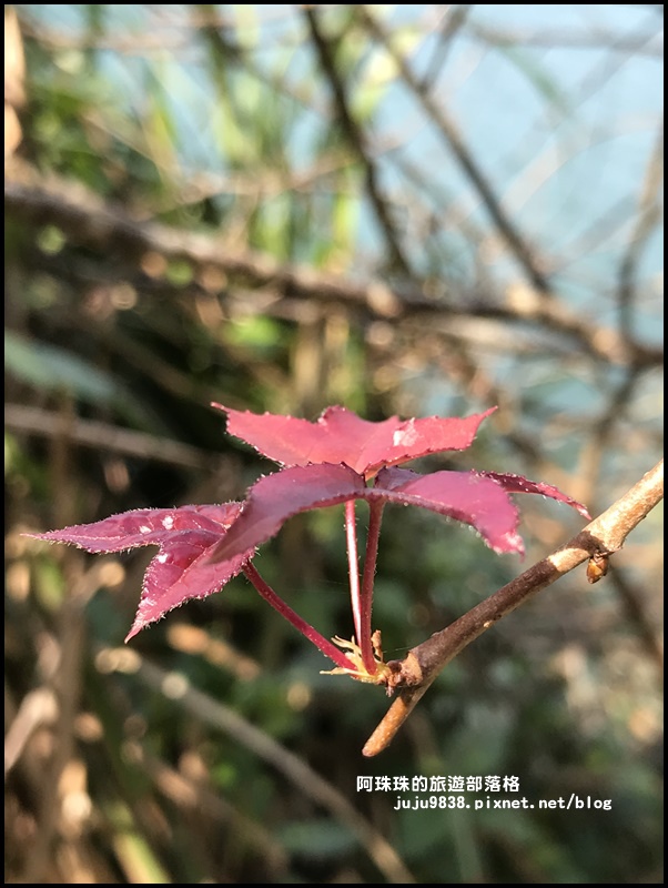 新店濛濛湖24.JPG 新店濛濛湖24.JPG