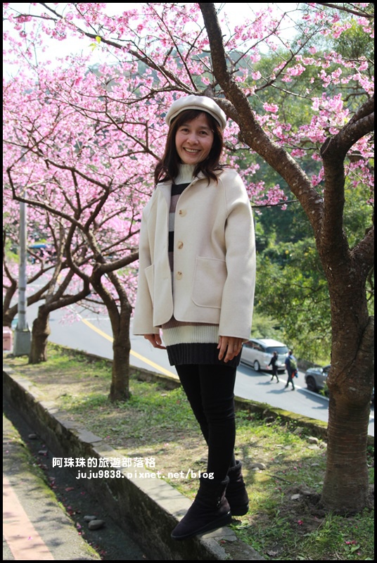 花園新城櫻花11.JPG 花園新城櫻花11.JPG