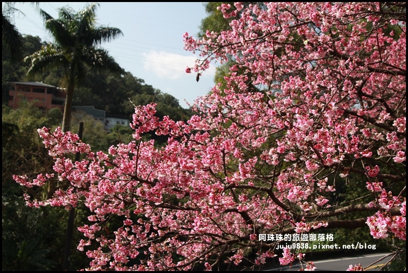 花園新城櫻花7.JPG