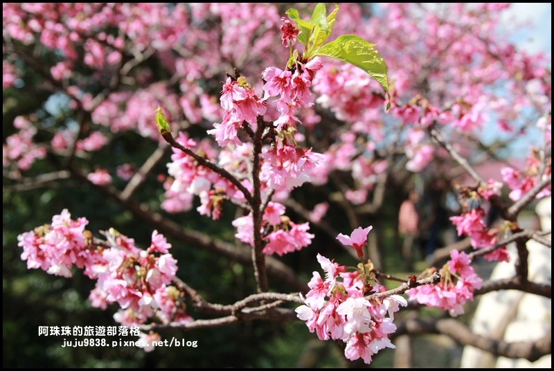 花園新城櫻花9.JPG 花園新城櫻花9.JPG